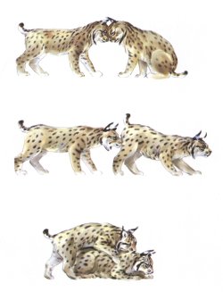 Pautas habituales del cortejo nupcial