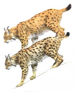 Comparacin entre lince boreal e ibrico