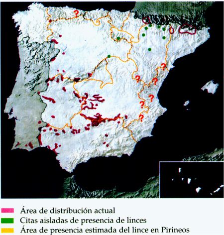 Distrubucin actual
