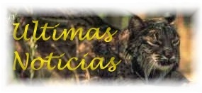 ltimas noticias sobre el lince ibrico