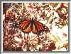 monarch1.jpg
