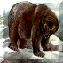 All About Bears