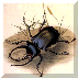All About Creepy Crawlies