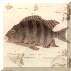 All About fish