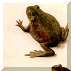 All About Reptiles and Amphibians