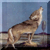 All About Wolves