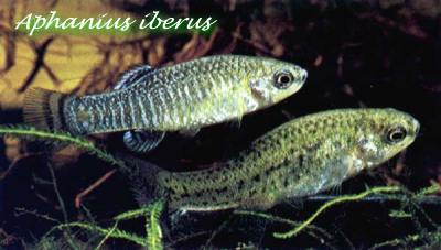 Aphanius iberus
