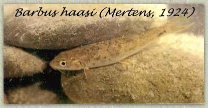Barbus haasi (Mertens,1924)