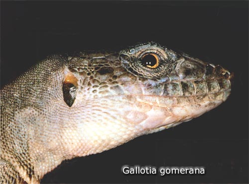 Lagarto gigante de la Gomera