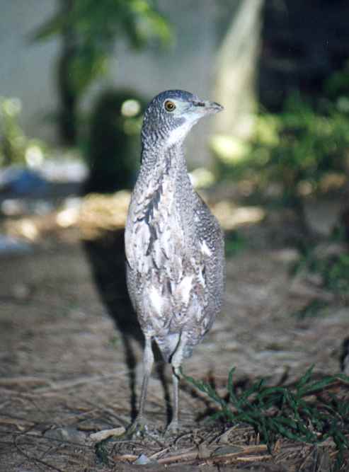 Tiger Bittern (immature)