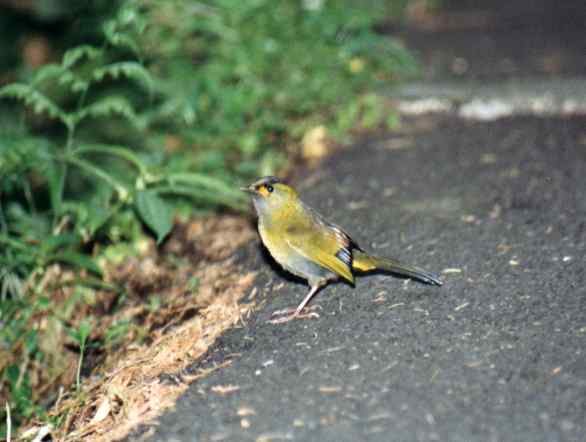 Steere's Liocichla