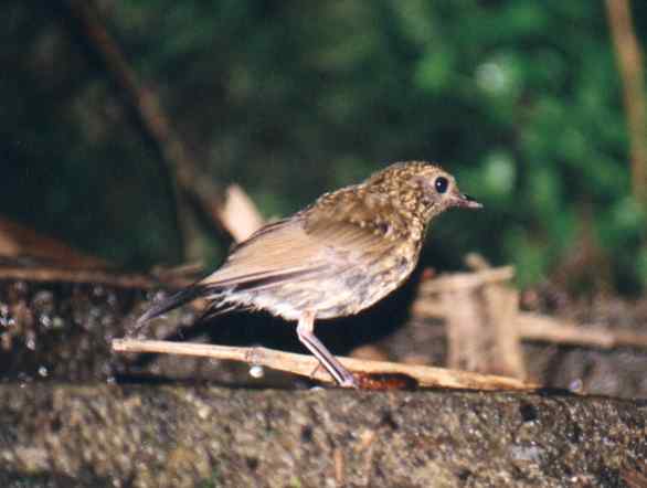 White-tailed Blue Robin (female)