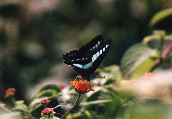 Common Bluebottle
