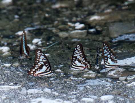 Common Jays (males)