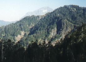 Upper Elevation Conifer Forest