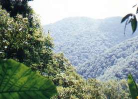 Low-Altitude Deciduous Forest