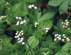 The sap of this plant can help ease the pain.