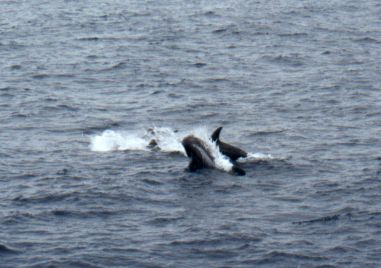 Risso's Dolphins