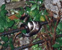 Red-banded Snake (non-poisonous)
