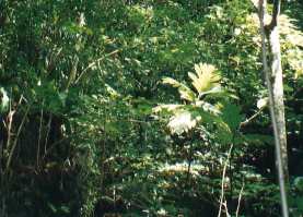 Coastal Tropical Deciduous Forest