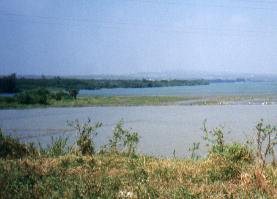 Estuaries, Mangroves, and Marshes
