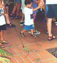 Child with leashed iguana. (Photo by Goni)