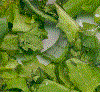 Leafy greens. (Photo by C. Rigby)