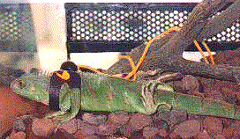 Leashed iguana in tank.  (Photo by Goni)