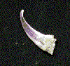 Galahad's Spike. (Photo by C. Rigby)