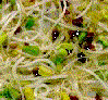 Alfalfa Sprouts. (Photo by C.Rigby)