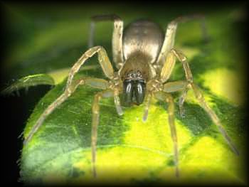 Clubiona stagnatilis