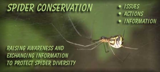 Spider Conservation Header - Frontinella frutetorum