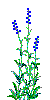 LAVENDER IMAGE
