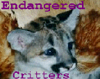 cub graphic