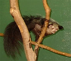 Aye-Aye named Poe at the Primate Center at Duke University