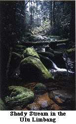 Shady Stream in the Ulu Limbang