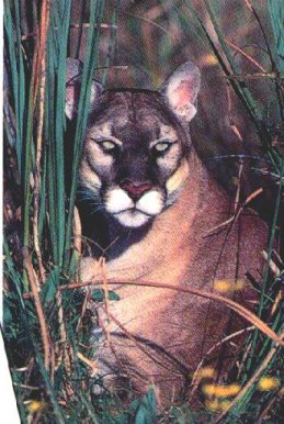there be panthers here!