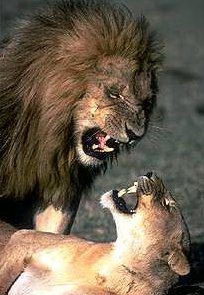 the King and Queen of the Jungle
