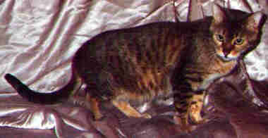 Gogees Kaila of EmberGlo