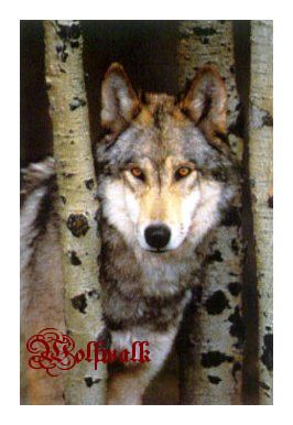 wolfin woods