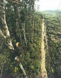 Cleared Section of Rain Forest