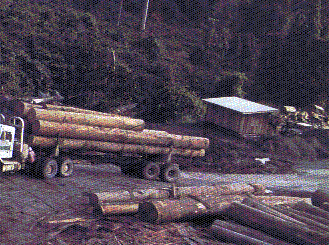 Logged Rain Forest