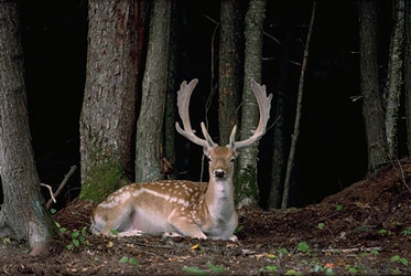Buck