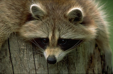 Coon