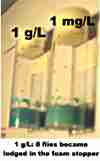 1 g/L and 1 mg/L: in the 1 g/L group several flies became lodged in the foam stopper