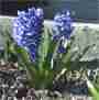 The sweet-smelling, eye-catching hyacinth is a pleasant surprise in early spring.