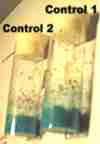 Control #1 and Control #2