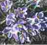 The crocus is the first flower to surface in spring.