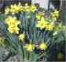 These hardy yellow daffodils proudly display their vibrant color.