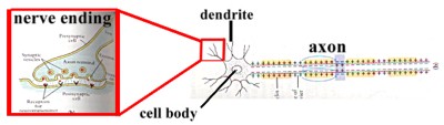 The neuron communicates impulses with neurotransmitters